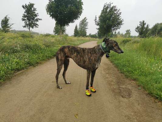 Windhunde - Treffen der besonderen Schönheiten
HERZLICH WILLKOMMEN-Beitrag-Bild