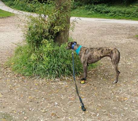 Windhunde - Treffen der besonderen Schönheiten
HERZLICH WILLKOMMEN-Beitrag-Bild