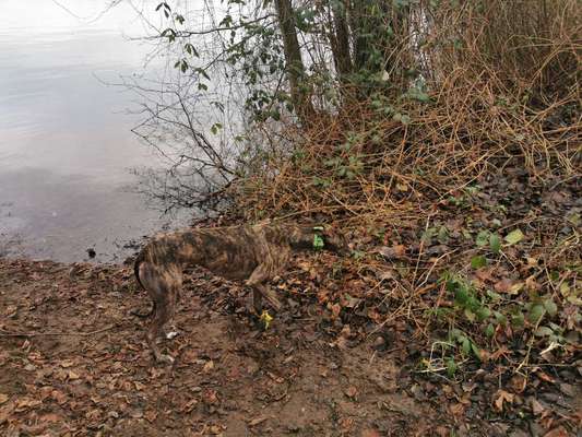 Windhunde - Treffen der besonderen Schönheiten
HERZLICH WILLKOMMEN-Beitrag-Bild