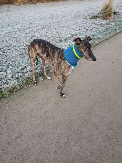 Podencomischling oder Podenco-Beitrag-Bild