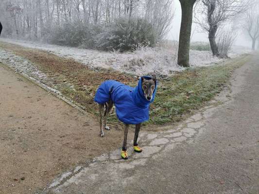 Windhunde - Treffen der besonderen Schönheiten
HERZLICH WILLKOMMEN-Beitrag-Bild