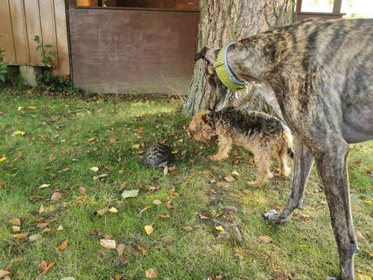 Windhunde - Treffen der besonderen Schönheiten
HERZLICH WILLKOMMEN-Beitrag-Bild