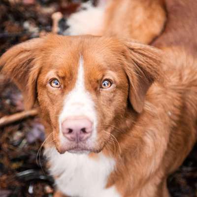 Fotochallange Nr. 57     PORTRÄT.   Beendet!!!!!!!!-Beitrag-Bild