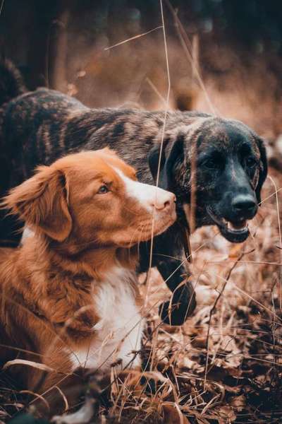 Lieblingsbild-Beitrag-Bild