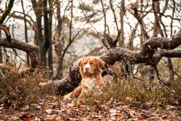 Nova Scotia Duck Tolling Retriever-Beitrag-Bild