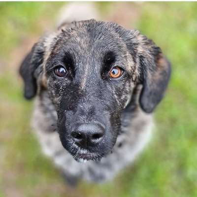 Dogorama Photo Challenge - Hundeblick zum hinschmelzen-Beitrag-Bild