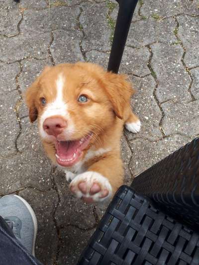 Welpen Bilder !-Beitrag-Bild