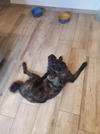 Wie heißt dein Hund?-Beitrag-Bild