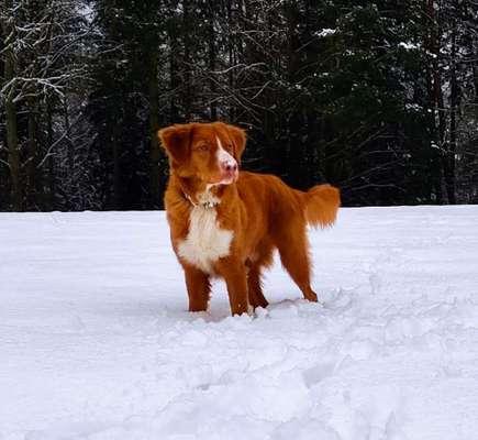 Seltene Rassen!-Beitrag-Bild