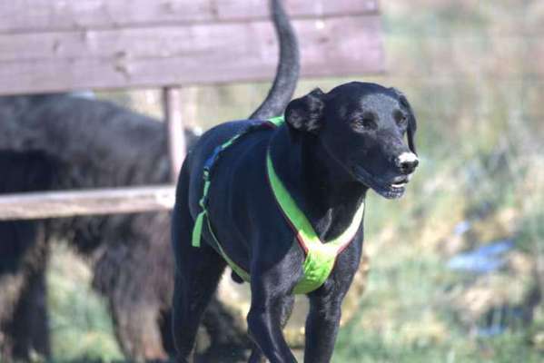 Labradorfans-Beitrag-Bild