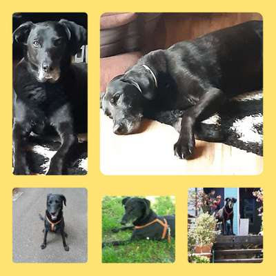 Labradorfans-Beitrag-Bild