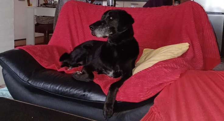 Labradorfans-Beitrag-Bild