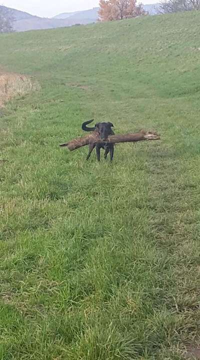 Labradorfans-Beitrag-Bild