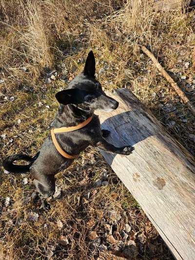 Auslandstierschutz-Beitrag-Bild