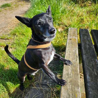 Auslandstierschutz-Beitrag-Bild