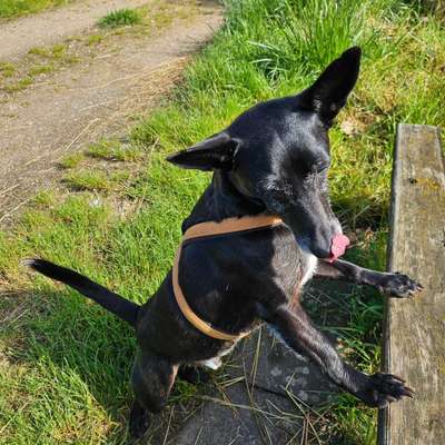 Auslandstierschutz-Beitrag-Bild