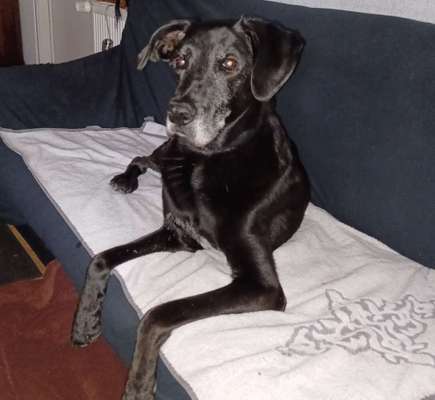 Labradorfans-Beitrag-Bild