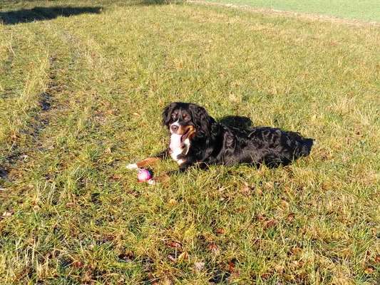 Berner Sennen-Beitrag-Bild