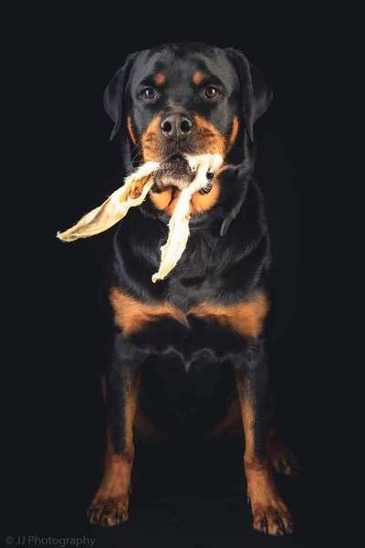 Hunde Memes-Beitrag-Bild