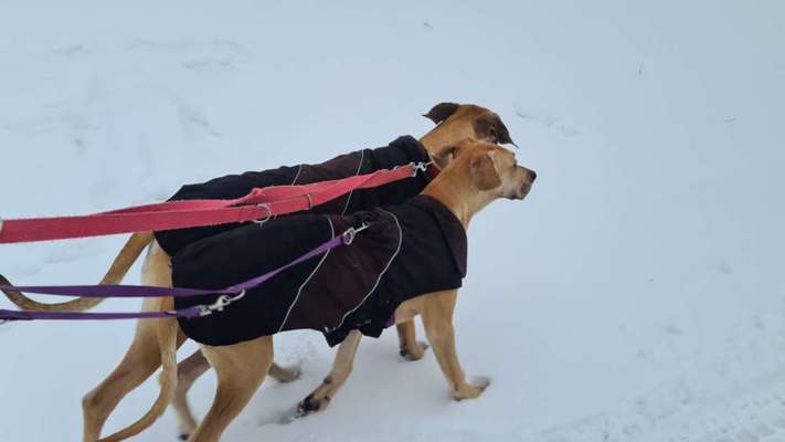 Hundekleidung - Top oder Flop-Beitrag-Bild