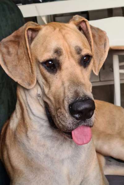 Hunde Porträt (Portrait) Galerie....-Beitrag-Bild