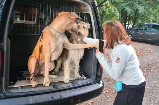 Gespräche zwischen Hund und Halter-Beitrag-Bild