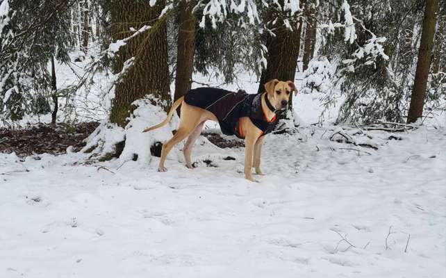 Hundekleidung - Top oder Flop-Beitrag-Bild