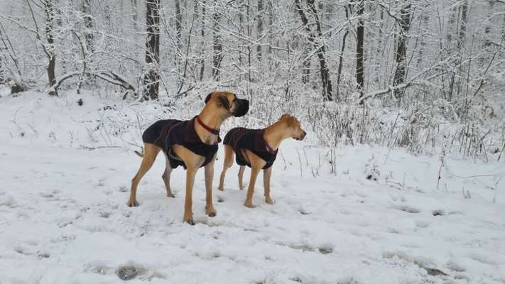 Hundekleidung - Top oder Flop-Beitrag-Bild
