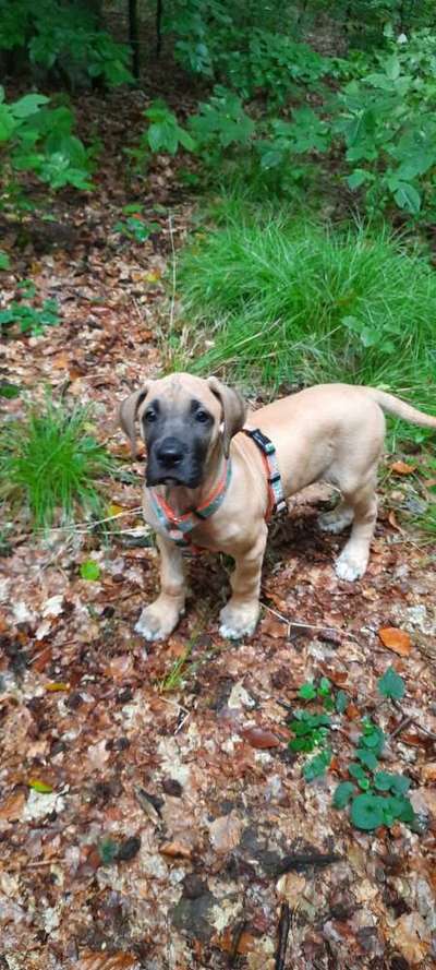 Deutsche Doggen Welpen-Beitrag-Bild