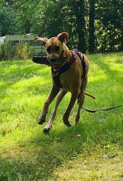 Dogorama Photo Challenge - Mein Holz und ich-Beitrag-Bild