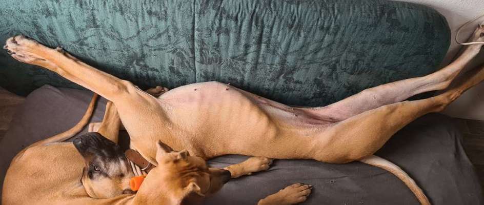 Fotosammlung: ,,Der natürliche Hund" Unbearbeitet, ungestellt und in Natura-Beitrag-Bild