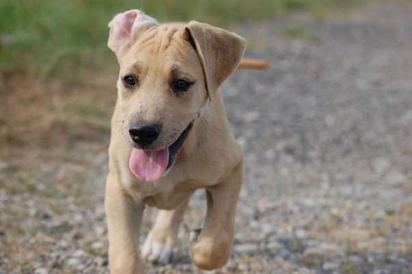 Deutsche Doggen Welpen-Beitrag-Bild