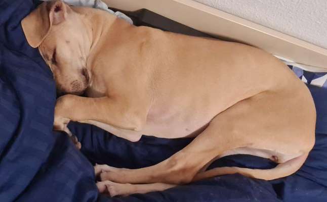 Gemeinsames Kuscheln im Bett!-Beitrag-Bild