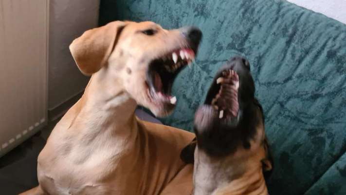 Dogorama Photo Challenge - Fail/Outtakes-Beitrag-Bild