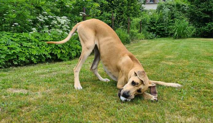 Fotosammlung: ,,Der natürliche Hund" Unbearbeitet, ungestellt und in Natura-Beitrag-Bild