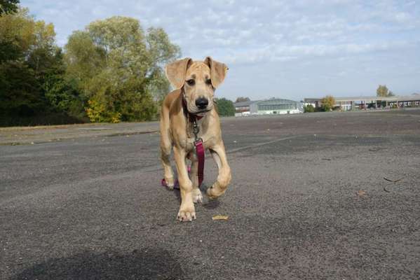 Deutsche Doggen Welpen-Beitrag-Bild