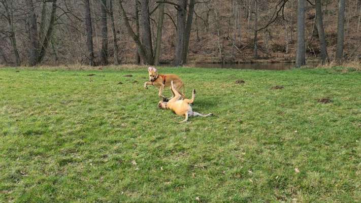 Fotosammlung: ,,Der natürliche Hund" Unbearbeitet, ungestellt und in Natura-Beitrag-Bild