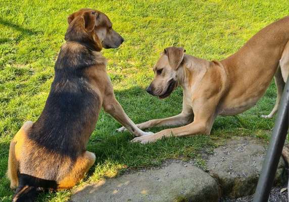 Fotowettbewerb : Hundekommunikation-Beitrag-Bild