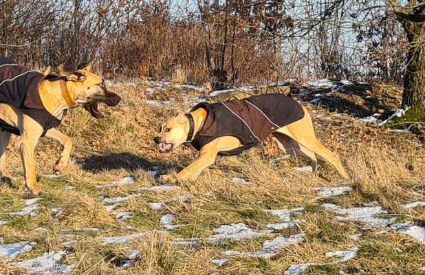 Fotosammlung: ,,Der natürliche Hund" Unbearbeitet, ungestellt und in Natura-Beitrag-Bild