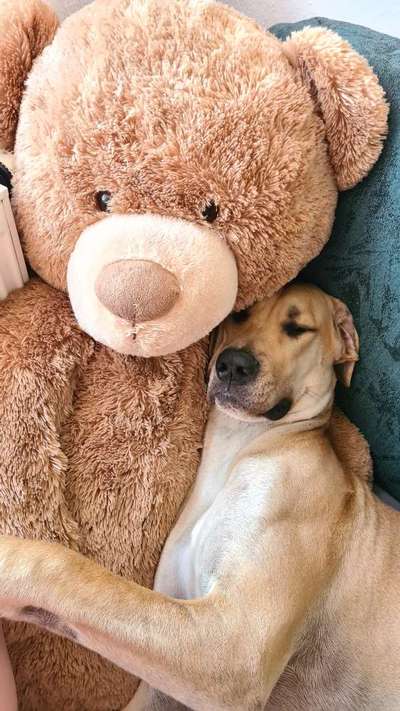 62. Handyfotochallenge
"Schlafende Hunde soll man nicht wecken" - zeigt eure Hunde beim Aufwachen-Beitrag-Bild