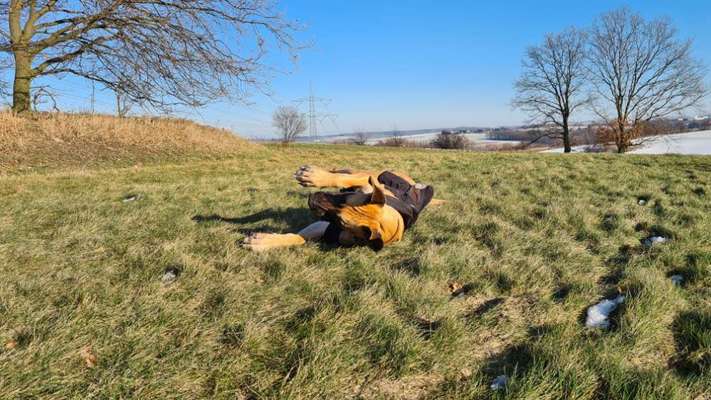 36. Handy Foto Challenge - Sonnenanbeter-Beitrag-Bild