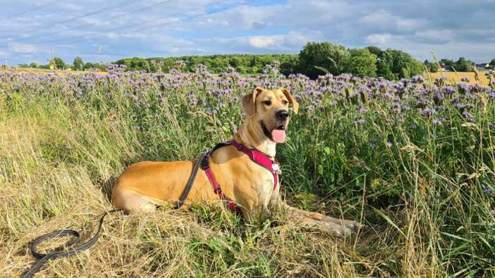 42. Collage Challenge - Ruheplatz-Beitrag-Bild