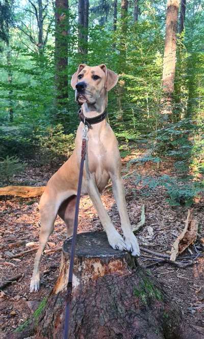 Foto -Challenge  Thema : Dein Hund Im Wald-Beitrag-Bild