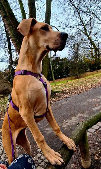 Dogorama Photo Challenge - an der Leine-Beitrag-Bild