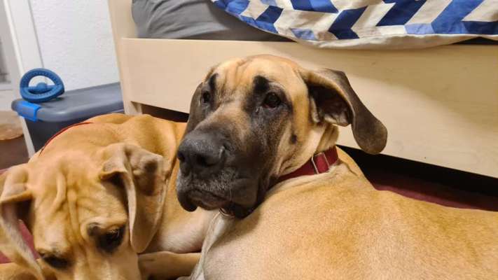 Dogorama Photo Challenge- genervter Blick-Beitrag-Bild