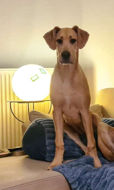 Dogorama Photo Challenge - Rund-Beitrag-Bild