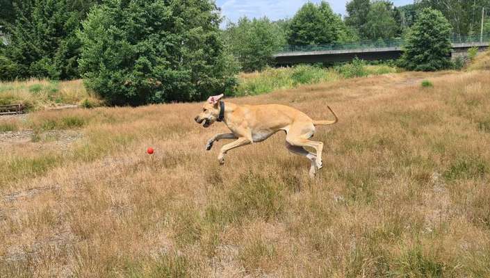 61. Handyfotochallenge - der springende Hund-Beitrag-Bild