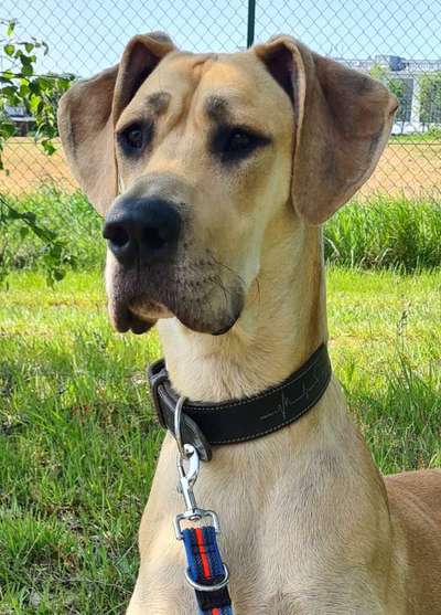 Dogorama Photo Challenge - Details Ganz nah-Beitrag-Bild