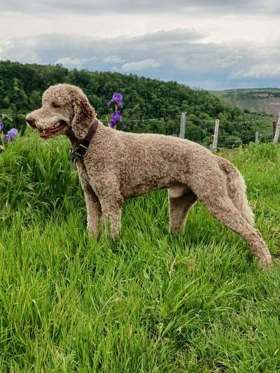 Hunderunde-Beitrag-Bild