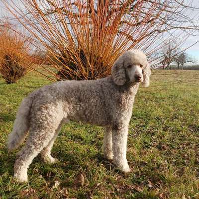 Zeigt her eure Pudel-Beitrag-Bild